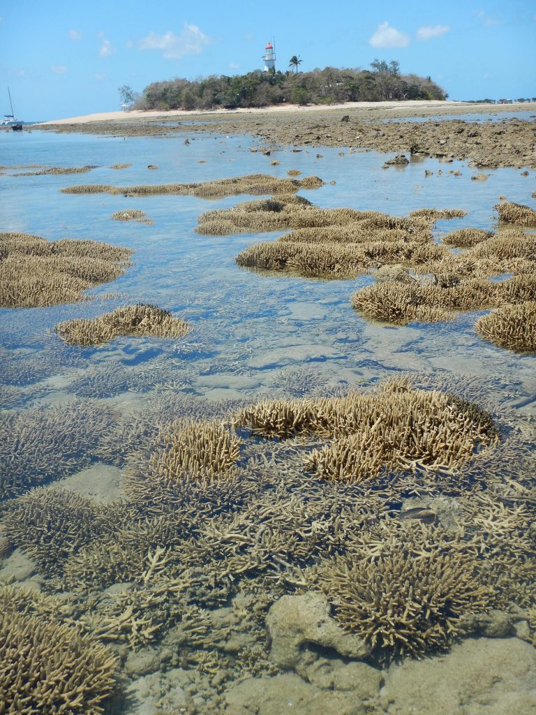 Acropora Corals