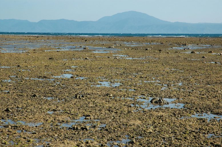 Low Isles