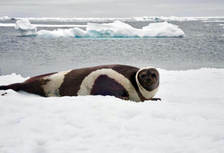 Ribbon Seal