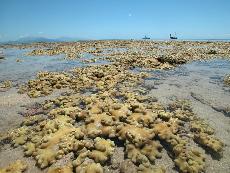 Soft Coral